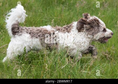 Australian Labradoodle, Chocolate parti, 9 months old, male, UK. Stock Photo