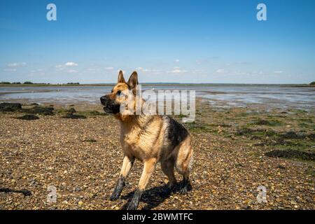German Shepherd with muddy feet on the Blackwater Estuary Stock Photo