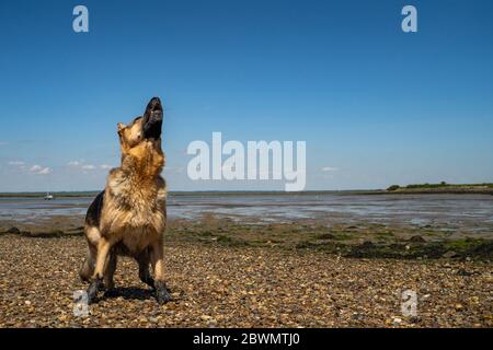 Crazy Alsatian jumping to catch a ball Stock Photo