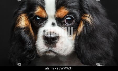 Cavalier King Charles Spaniel Dog Studio Portrait Isolated Over Black Background. Extremely close up portrait. Stock Photo