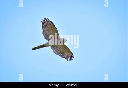 The shikra is a small bird of prey in the family Accipitridae found widely distributed in Asia and Africa. Stock Photo