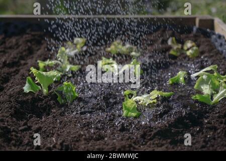 Watering of young lettuce seedlings, freshly planted in dark soil in a raised patch, vegetable cultivation in the own garden, copy space, selected foc Stock Photo