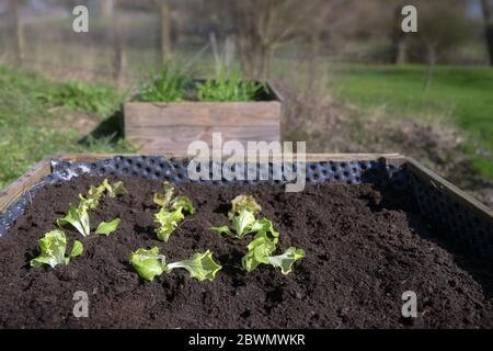Lettuce seedlings planted in dark soil in a raised bed, vegetable cultivation in a rural garden, copy space, selected focus, narrow depth of field Stock Photo