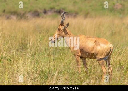 Jackson's hartebeest, Murchison Falls National Park, Uganda. Stock Photo