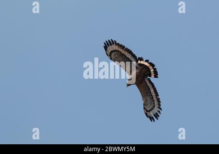 Crested Serpent Eagle (Spilornis cheela) in flight Stock Photo