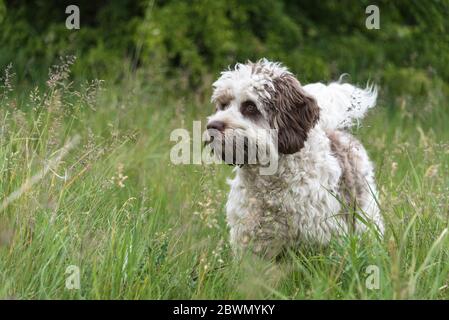 Australian Labradoodle, Chocolate parti, 9 months old, male, UK. Stock Photo