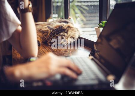 Lazy cat sleeping while people hard working with laptop while work from home, Jealous and Comfortable pets. Stock Photo