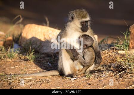 The monkey with a baby monkey in the arm Stock Photo