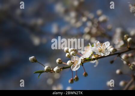 White flowers on a branch of the cherry plum tree (Prunus cerasifera), early blossoms in spring and Easter time against a blue sky, copy space, select Stock Photo