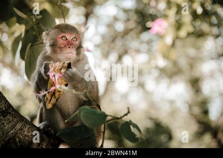 Portrait of wild monkey on Cat Ba Monkey Island near Nha Trang, in Ha Stock Photo