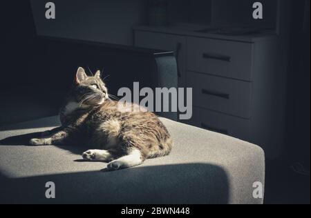 Grey tabby cat laing on sofa in sun spot at home closeup Stock Photo