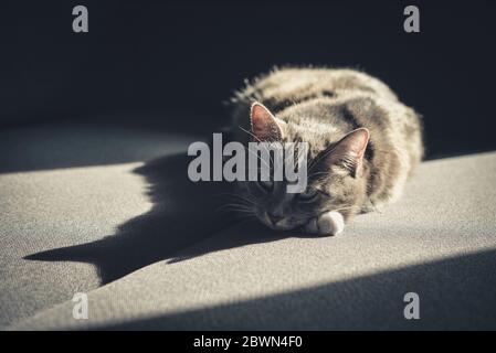 Grey tabby cat laing on sofa in sun spot at home closeup Stock Photo