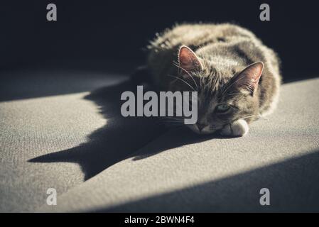 Grey tabby cat laing on sofa in sun spot at home closeup Stock Photo