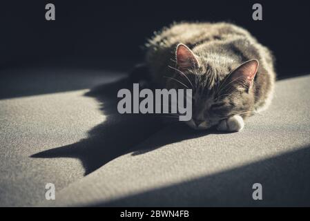 Grey tabby cat laing on sofa in sun spot at home closeup Stock Photo