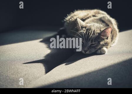 Grey tabby cat laing on sofa in sun spot at home closeup Stock Photo