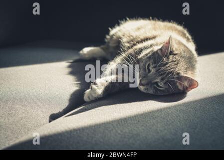 Grey tabby cat laing on sofa in sun spot at home closeup Stock Photo