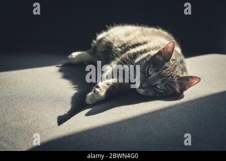 Grey tabby cat laing on sofa in sun spot at home closeup Stock Photo