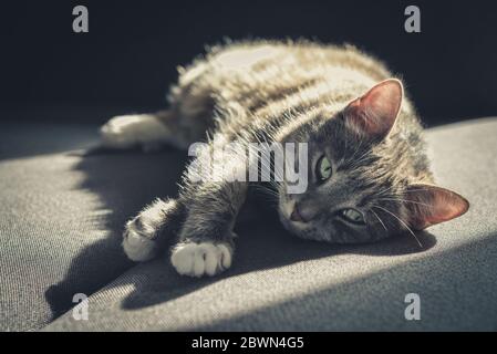 Grey tabby cat laing on sofa in sun spot at home closeup Stock Photo