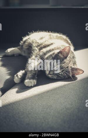 Grey tabby cat laing on sofa in sun spot at home closeup Stock Photo