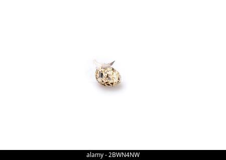 Quail eggs with feather on a white background. Stock Photo