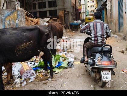 Man rides scooter past cows grazing on garbage in narrow street in Bangaluru, Karnataka, India Stock Photo