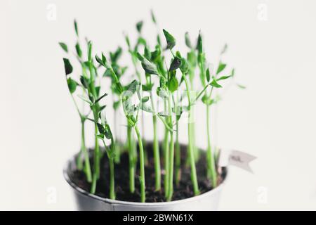 Micro Pea Shoots. Raw sprouts, microgreens, healthy eating concept. superfood grown at home. macro photo on white background Stock Photo