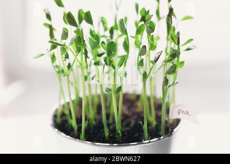 Micro Pea Shoots. Raw sprouts, microgreens, healthy eating concept. superfood grown at home. macro photo on white background Stock Photo