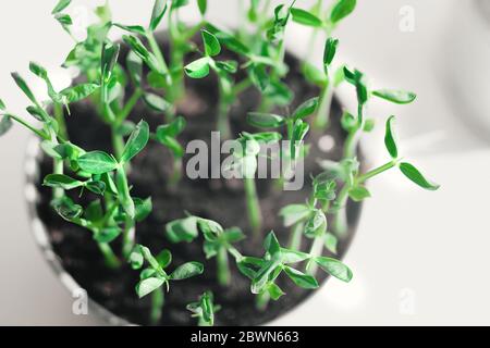 Micro Pea Shoots. Raw sprouts, microgreens, healthy eating concept. superfood grown at home. macro photo on white background Stock Photo