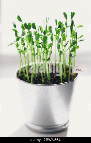 Micro Pea Shoots. Raw sprouts, microgreens, healthy eating concept. superfood grown at home. macro photo on white background Stock Photo