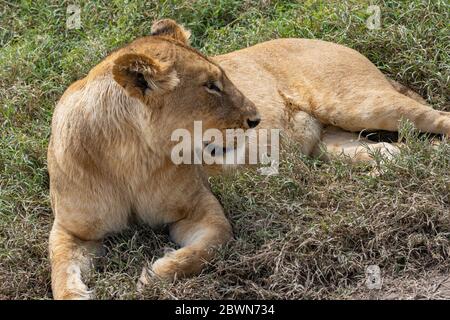 Female Lion at the lying beside a Road at the Ngorongoro Conservation Centre, close up Stock Photo