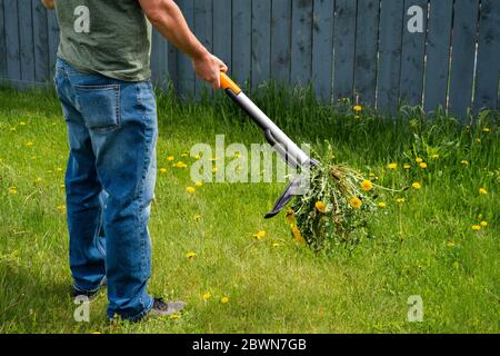 Man removing weeds dandelions from yard. Mechanical device for removing dandelion weeds by pulling the tap root in garden. Weed Control. Stock Photo