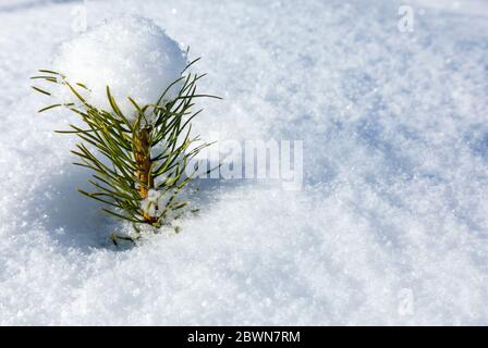 Closeup of tiny evergreen snow covered pine sapling ( Pinus Sylvestris ) overwintering in snowbank , Finland Stock Photo
