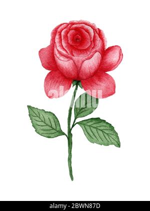 watercolor red rose isolated on white, cute botanic illustration with rose flower Stock Photo