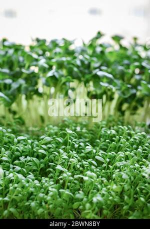 Microgreen of garden cress and daikon radish, young plants, in plastic container on windowsill closeup Stock Photo