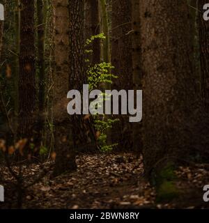 Young green beech leaves between old tree trunks in a dark forest, copy space, selected focus, narrow depth of field Stock Photo
