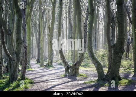 Curved tree trunks along the footpath in the old beech forest Gespensterwald, meaning ghost forest, beautiful landscape on the Baltic Sea in the morni Stock Photo