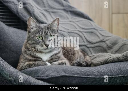 Grey tabby cat laing on armchair  at home closeup Stock Photo