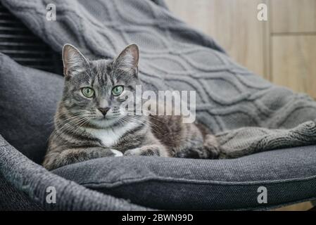 Grey tabby cat laing on armchair  at home closeup Stock Photo