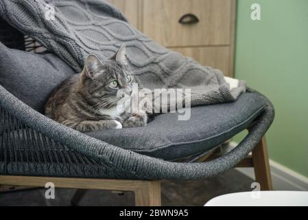 Grey tabby cat laing on armchair  at home closeup Stock Photo