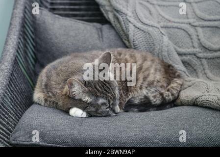 Grey tabby cat laing on armchair  at home closeup Stock Photo