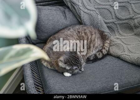 Grey tabby cat laing on armchair  at home closeup Stock Photo