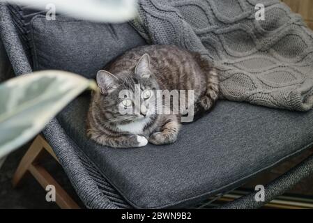 Grey tabby cat laing on armchair  at home closeup Stock Photo
