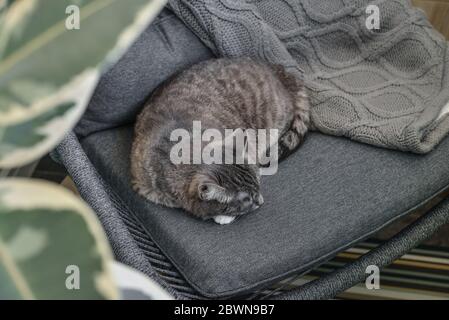 Grey tabby cat laing on armchair  at home closeup Stock Photo