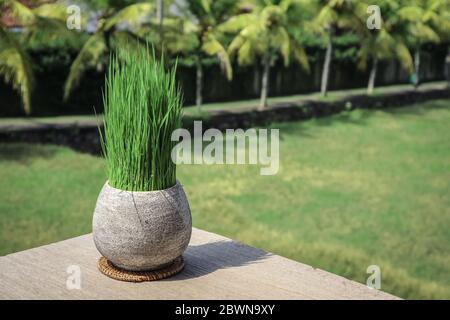 Grass pot in a tropical cafe. Decoration concept. Decorative grass in flowerpot. A pot with green grass on blurry background. Stock Photo