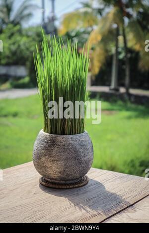 Grass pot in a tropical cafe. Decoration concept. Decorative grass in flowerpot. A pot with green grass on blurry background. Stock Photo