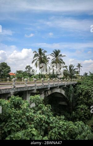 Coconut palms growing along the road at sunny day. Tropical mood. Destination holidays. Bali, Indonesia Stock Photo