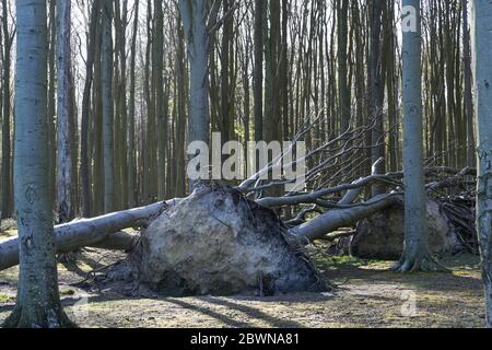 Storm damage, overturned trees in an old beech forest, alarming effects of climate change Stock Photo
