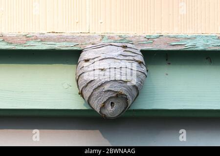 A large wasp hornet nest affixed to a green wooden building. The pesky insects are on the outside of the papery pulp material type hexagonal comb. Stock Photo