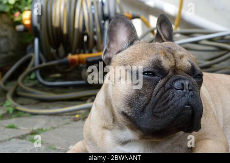 Adorable French Bulldog Lying Down in a Garden Stock Photo