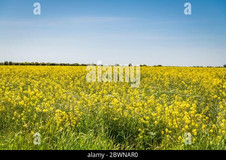A summer, three image HDR, of a field of Rapeseed, Brassica napus,  under a blue sky near Paull, Holderness, East Yorkshire. England. 28 May 2020 Stock Photo